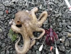 浜名湖オクトパッシング